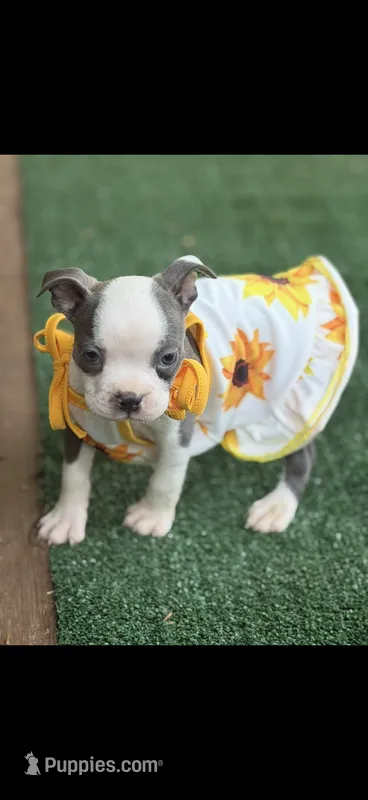 Chrissy-AKC – Boston Terrier puppy for sale in Konawa, OK