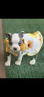 Chrissy-AKC, a female Boston Terrier for sale in Konawa, OK – 1 of 10