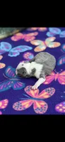 Chrissy-AKC, a female Boston Terrier for sale in Konawa, OK – 5 of 5