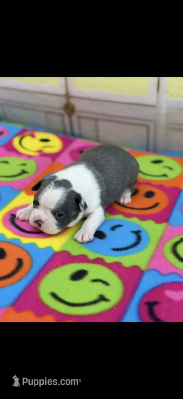 Bella-AKC – Boston Terrier puppy for sale in Konawa, OK