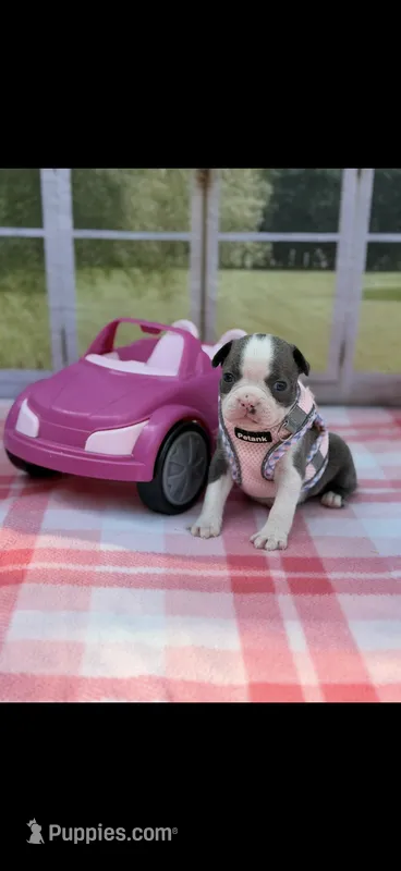Avery-AKC – Boston Terrier puppy for sale in Konawa, OK