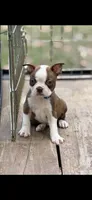 Coco-AKC, a male Boston Terrier for sale in Konawa, OK – 9 of 10