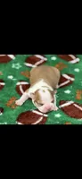 Oliver-AKC, a male Boston Terrier for sale in Konawa, OK – 2 of 6