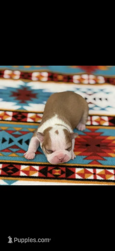 Oliver-AKC – Boston Terrier puppy for sale in Konawa, OK