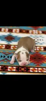 Oliver-AKC, a male Boston Terrier for sale in Konawa, OK – 4 of 6