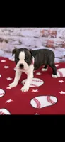 Waylon-AKC, a male Boston Terrier for sale in Konawa, OK – Photo 2 of 8
