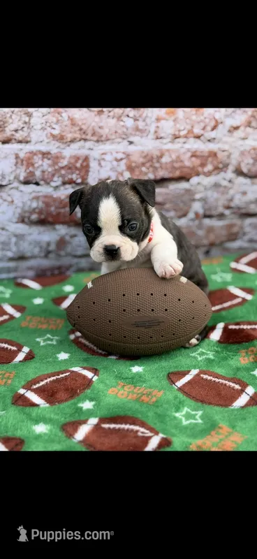 Waylon-AKC – Boston Terrier puppy for sale in Konawa, OK