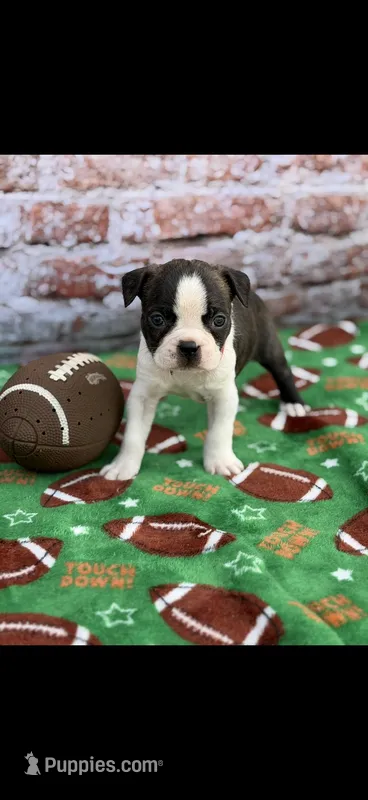 Waylon-AKC – Boston Terrier puppy for sale in Konawa, OK