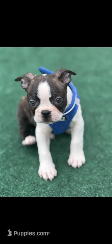 Waylon-AKC – Boston Terrier puppy for sale in Konawa, OK
