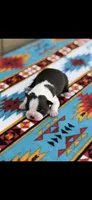 Waylon-AKC, a male Boston Terrier for sale in Konawa, OK – Photo 1 of 7