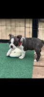 Waylon-AKC, a male Boston Terrier for sale in Konawa, OK – Photo 8 of 8