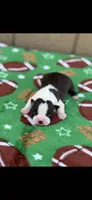 Waylon-AKC, a male Boston Terrier for sale in Konawa, OK – Photo 2 of 7