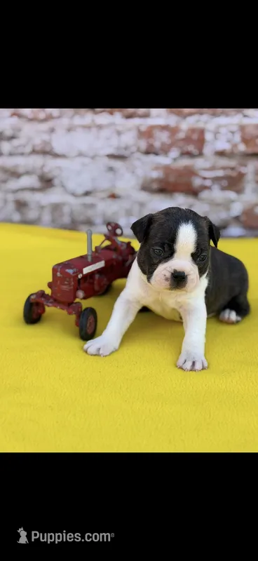 Waylon-AKC – Boston Terrier puppy for sale in Konawa, OK