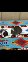 Waylon-AKC, a male Boston Terrier for sale in Konawa, OK – Photo 3 of 7