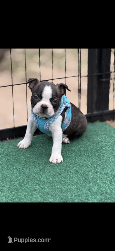 Waylon-AKC – Boston Terrier puppy for sale in Konawa, OK