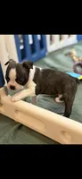 Waylon-AKC, a male Boston Terrier for sale in Konawa, OK – Photo 7 of 8