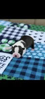 Waylon-AKC, a male Boston Terrier for sale in Konawa, OK – Photo 7 of 7