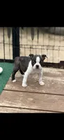 Waylon-AKC, a male Boston Terrier for sale in Konawa, OK – Photo 5 of 8