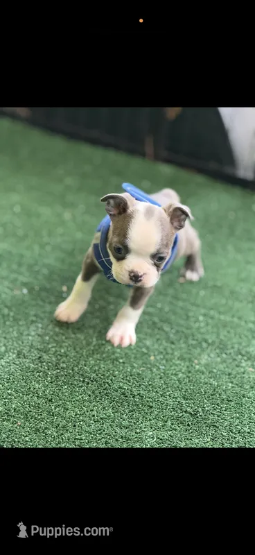 Jesse-AKC – Boston Terrier puppy for sale in Konawa, OK