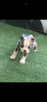 Jesse-AKC, a male Boston Terrier for sale in Konawa, OK – 1 of 6