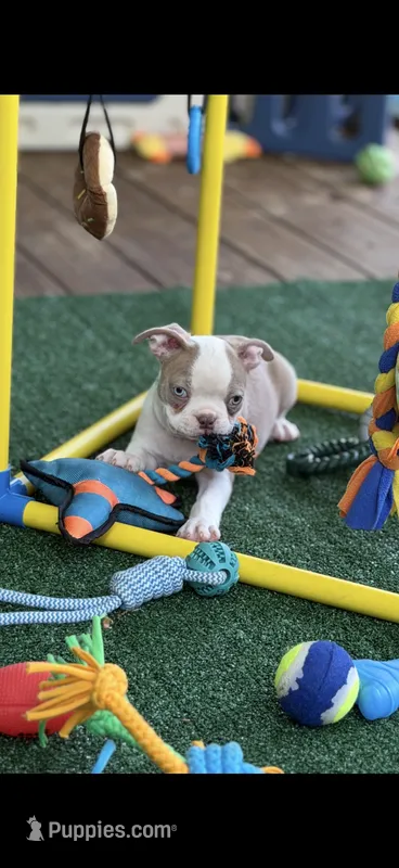 Oliver-AKC – Boston Terrier puppy for sale in Konawa, OK
