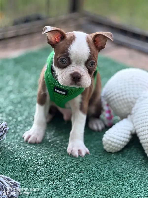 Coco-AKC – Boston Terrier puppy for sale in Konawa, OK