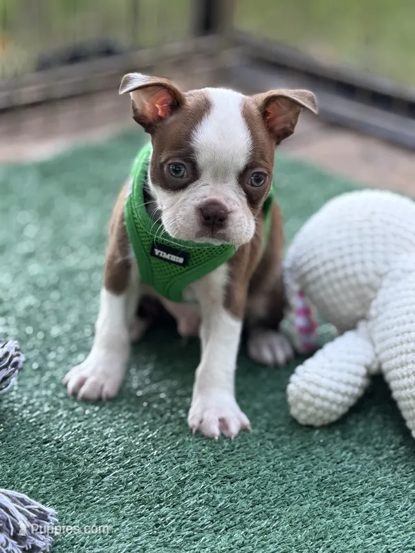 Coco-AKC – Boston Terrier puppy for sale in Konawa, OK