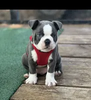 Blue-AKC, a male Boston Terrier for sale in Konawa, OK – 2 of 10