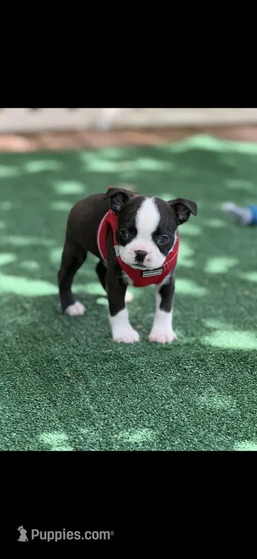 Taz-AKC – Boston Terrier puppy on hold in Konawa, OK