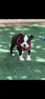 Taz-AKC, a male Boston Terrier for sale in Konawa, OK – 1 of 10