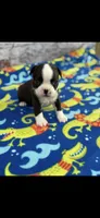 Taz-AKC, a male Boston Terrier for sale in Konawa, OK – 10 of 10