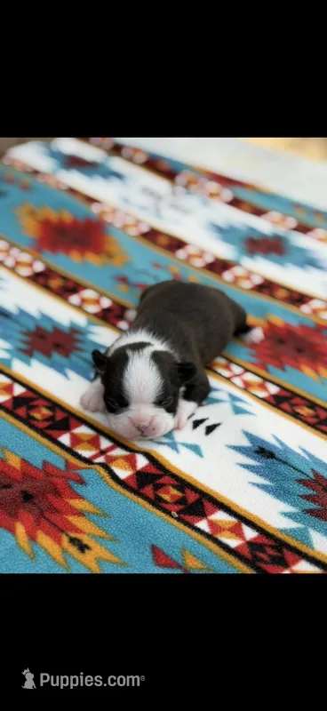 Taz-AKC – Boston Terrier puppy for sale in Konawa, OK