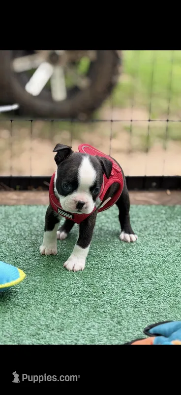 Taz-AKC – Boston Terrier puppy for sale in Konawa, OK