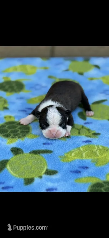 Taz-AKC – Boston Terrier puppy for sale in Konawa, OK
