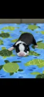 Taz-AKC, a male Boston Terrier for sale in Konawa, OK – Photo 1 of 7