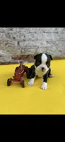 Taz-AKC, a male Boston Terrier for sale in Konawa, OK – 8 of 10