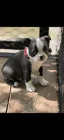 Taz-AKC, a male Boston Terrier for sale in Konawa, OK – 2 of 10