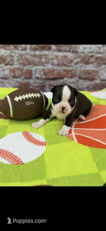 Taz-AKC – Boston Terrier puppy for sale in Konawa, OK