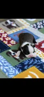 Taz-AKC, a male Boston Terrier for sale in Konawa, OK – Photo 5 of 7
