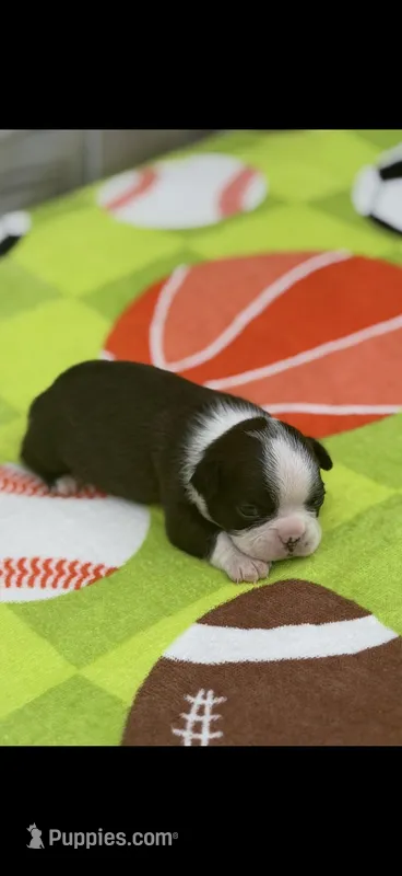 Taz-AKC – Boston Terrier puppy for sale in Konawa, OK