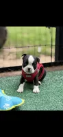 Taz-AKC, a male Boston Terrier for sale in Konawa, OK – 6 of 10