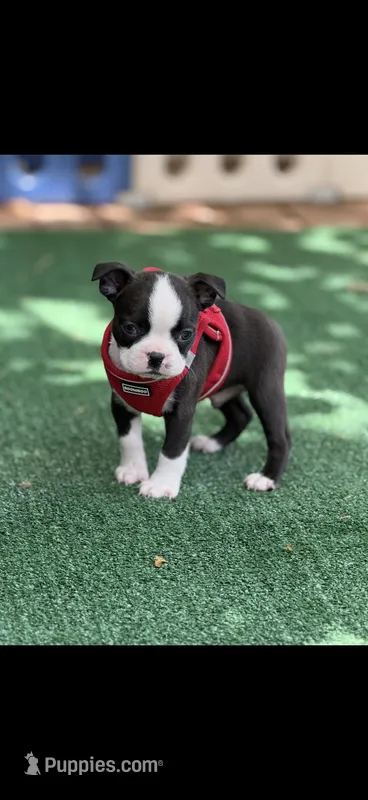 Taz-AKC – Boston Terrier puppy for sale in Konawa, OK