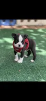 Taz-AKC, a male Boston Terrier for sale in Konawa, OK – 4 of 10