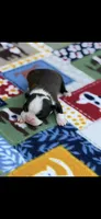 Taz-AKC, a male Boston Terrier for sale in Konawa, OK – Photo 3 of 7
