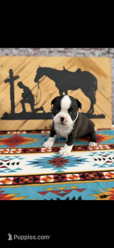 Taz-AKC – Boston Terrier puppy for sale in Konawa, OK