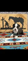 Taz-AKC, a male Boston Terrier for sale in Konawa, OK – 7 of 10