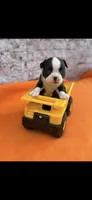 Taz-AKC, a male Boston Terrier for sale in Konawa, OK – 9 of 10