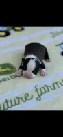 Taz-AKC, a male Boston Terrier for sale in Konawa, OK – Photo 2 of 7