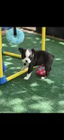 Taz-AKC, a male Boston Terrier for sale in Konawa, OK – 3 of 10