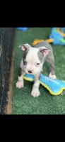 Gus-AKC, a male Boston Terrier for sale in Konawa, OK – 4 of 10